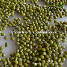 2013 Chinese Bulk Fresh Green Mung Bean For Sale